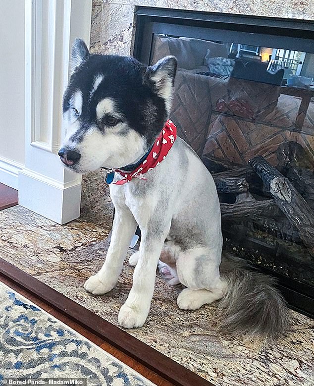 An adorable husky in the US has been caught looking glum as its hair is cut short in all places except his face and tail
