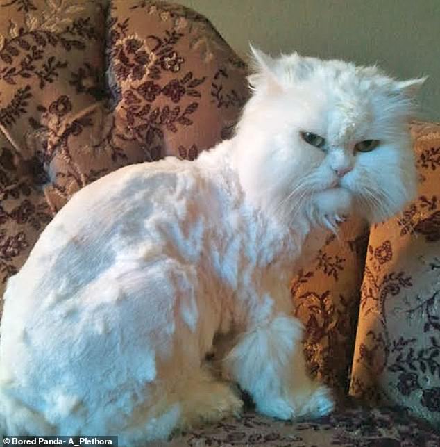 It seems one owner might have taken the haircut into their own hands- and this cat does not look happy about it
