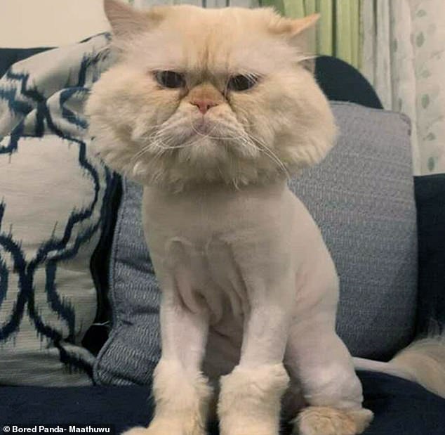 One cat has had its hair completely shaved and does not look pleased about it, but it's head remains as furry as ever