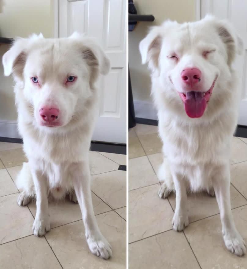 This blind dog's face lights up when he hears the words 'good boy'. Photo: Reddit.