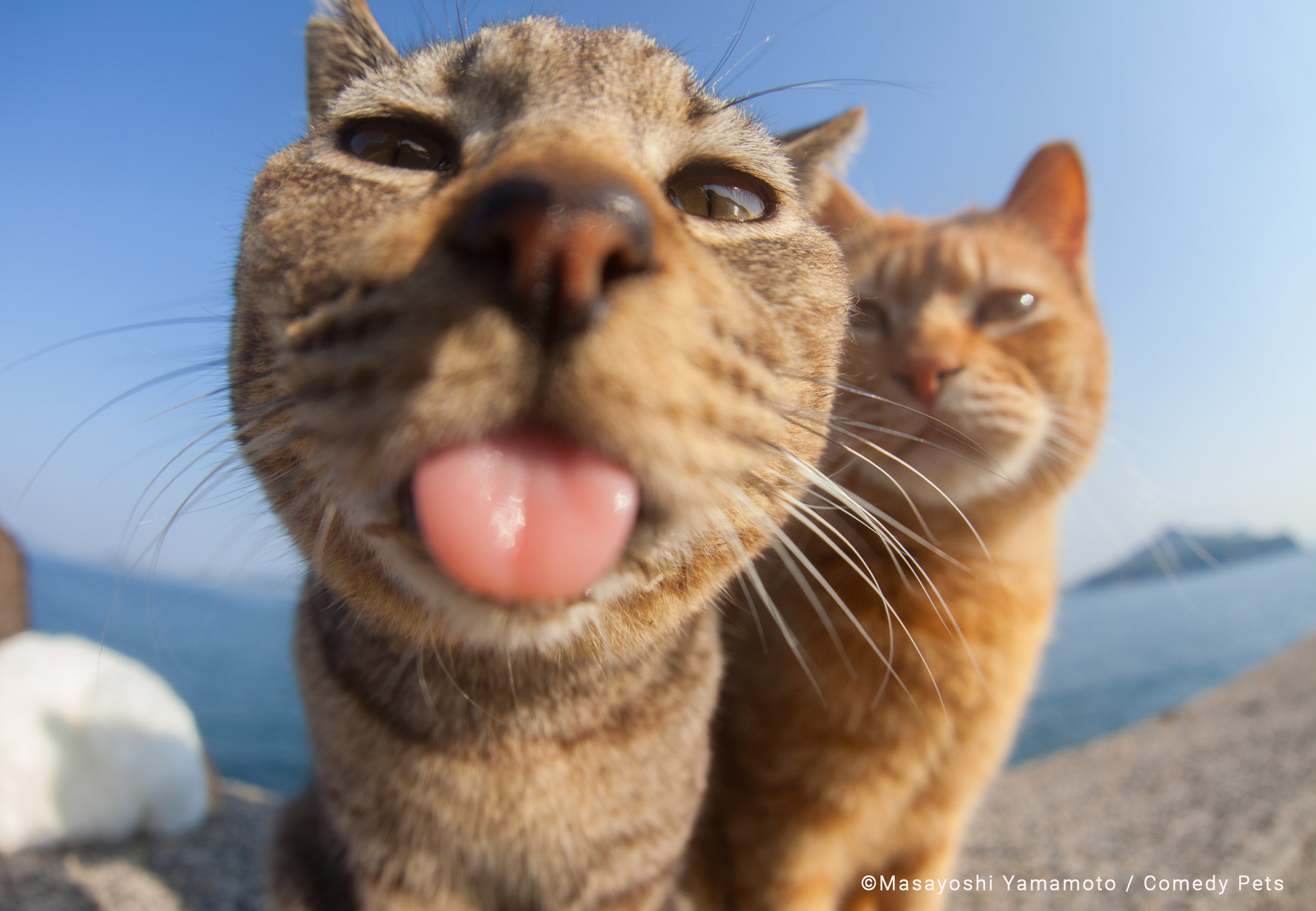 Một con mèo lè lưỡi trước ống kính.