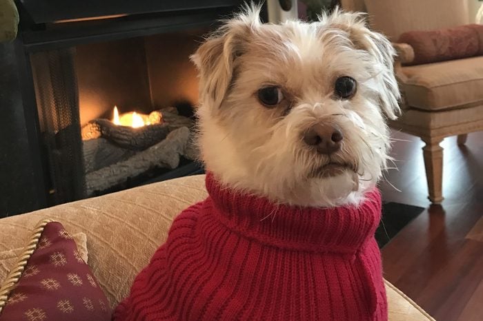 Dog in red sweater