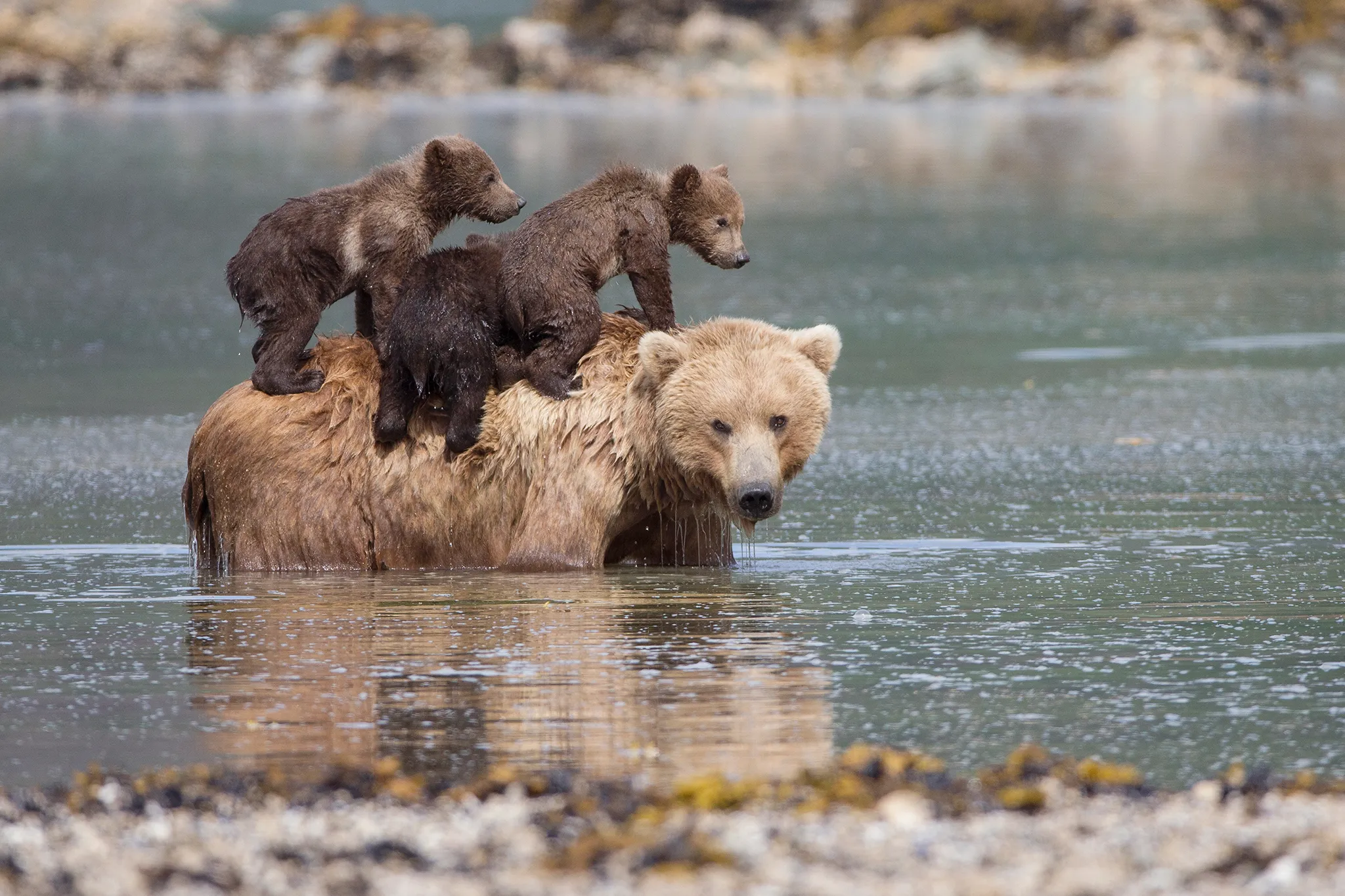 Brown Bear (Ursus arctos) 3-4 month old triplet cubs climbing on mother's back as she cools off in water Katmai National Park, AK. © Suzi Eszterhas