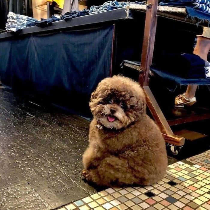 Fluffy Poodle Is Going Viral For Its Human-Like Expressions