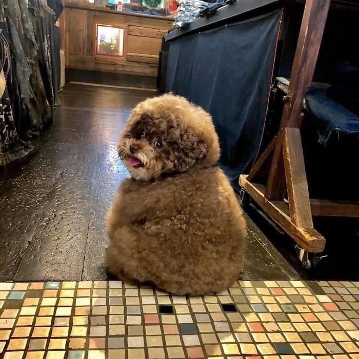 Fluffy Poodle Is Going Viral For Its Human-Like Expressions