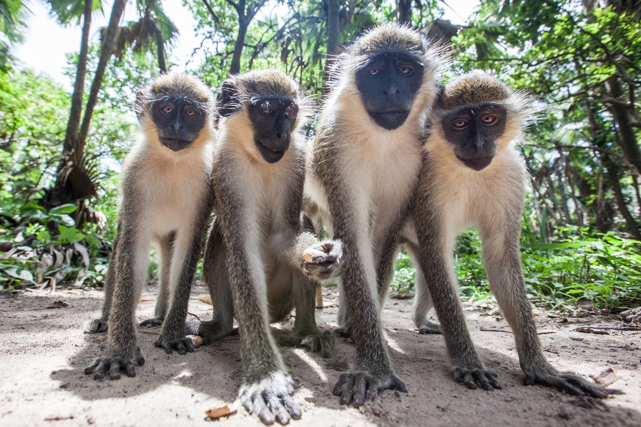 Monkeys pose for a photo in The Gambia