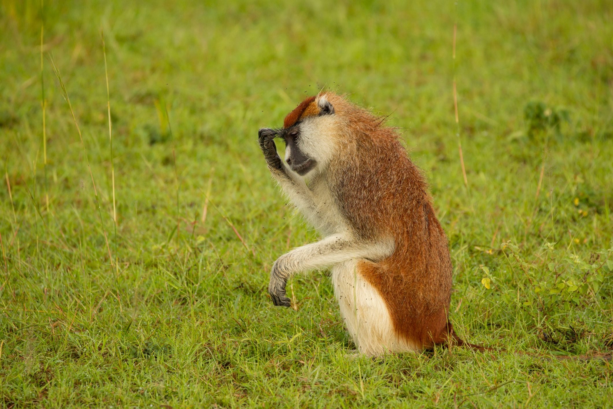 Patas Monkey (erythrocebus patas) sitting up with hand on forehead, portrait, Murchison Falls National Park, Uganda