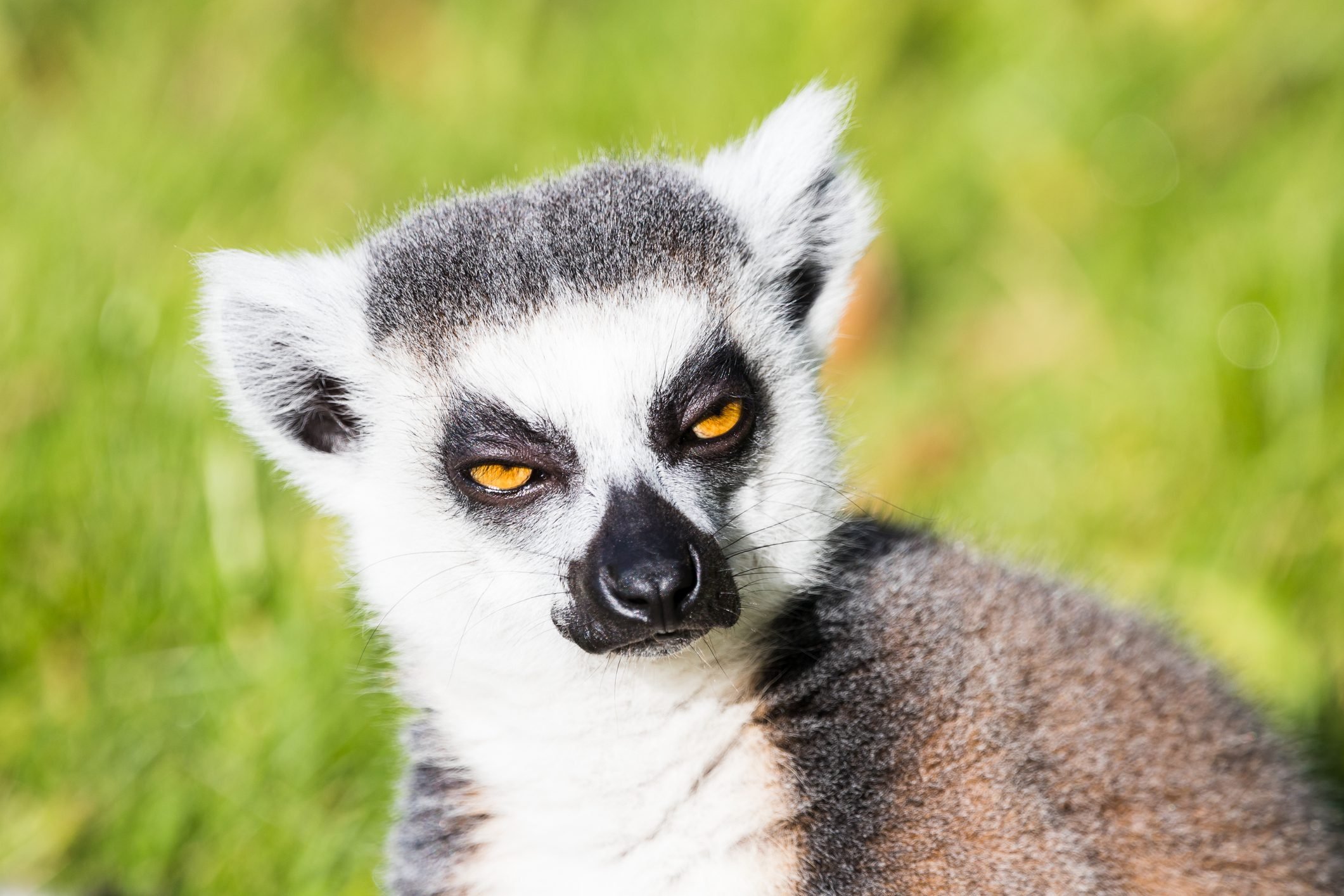 Ring tailed lemur gazes