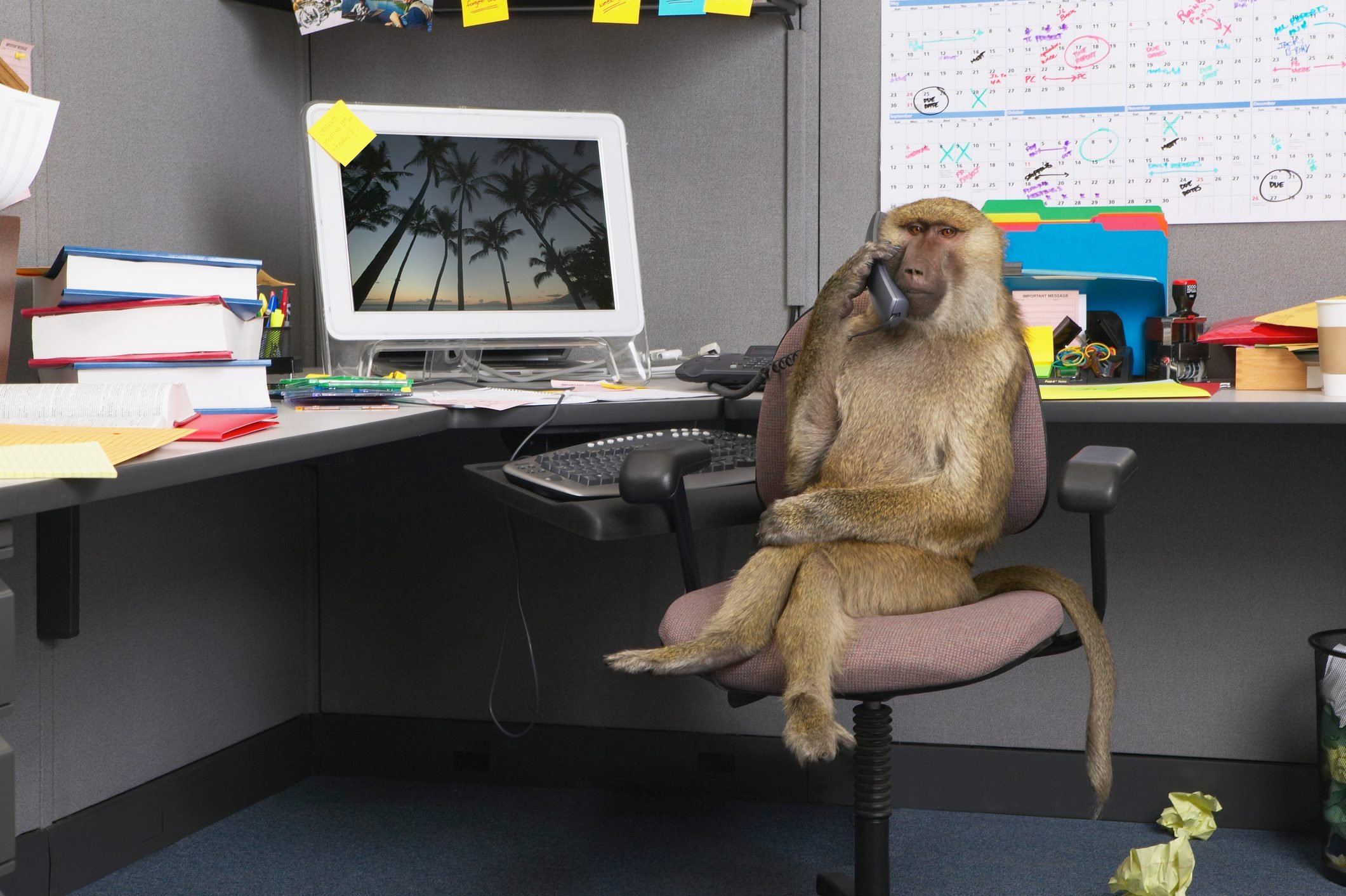 Baboon sitting at office desk, holding telephone receiver