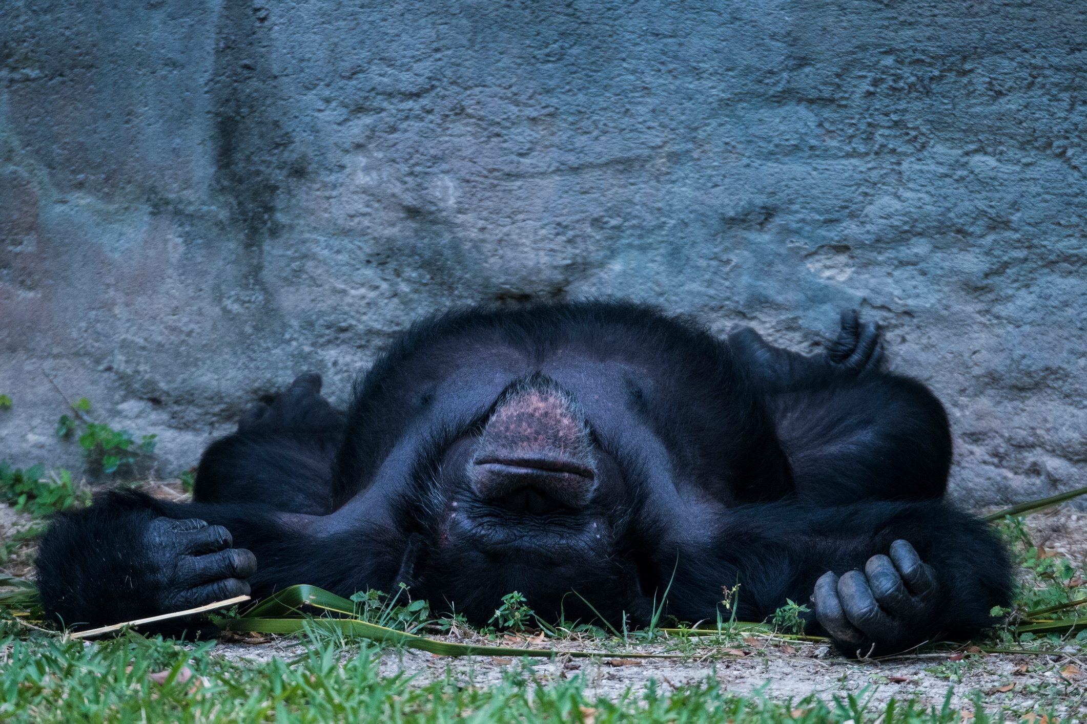 Chimpanzee sleeping on ground