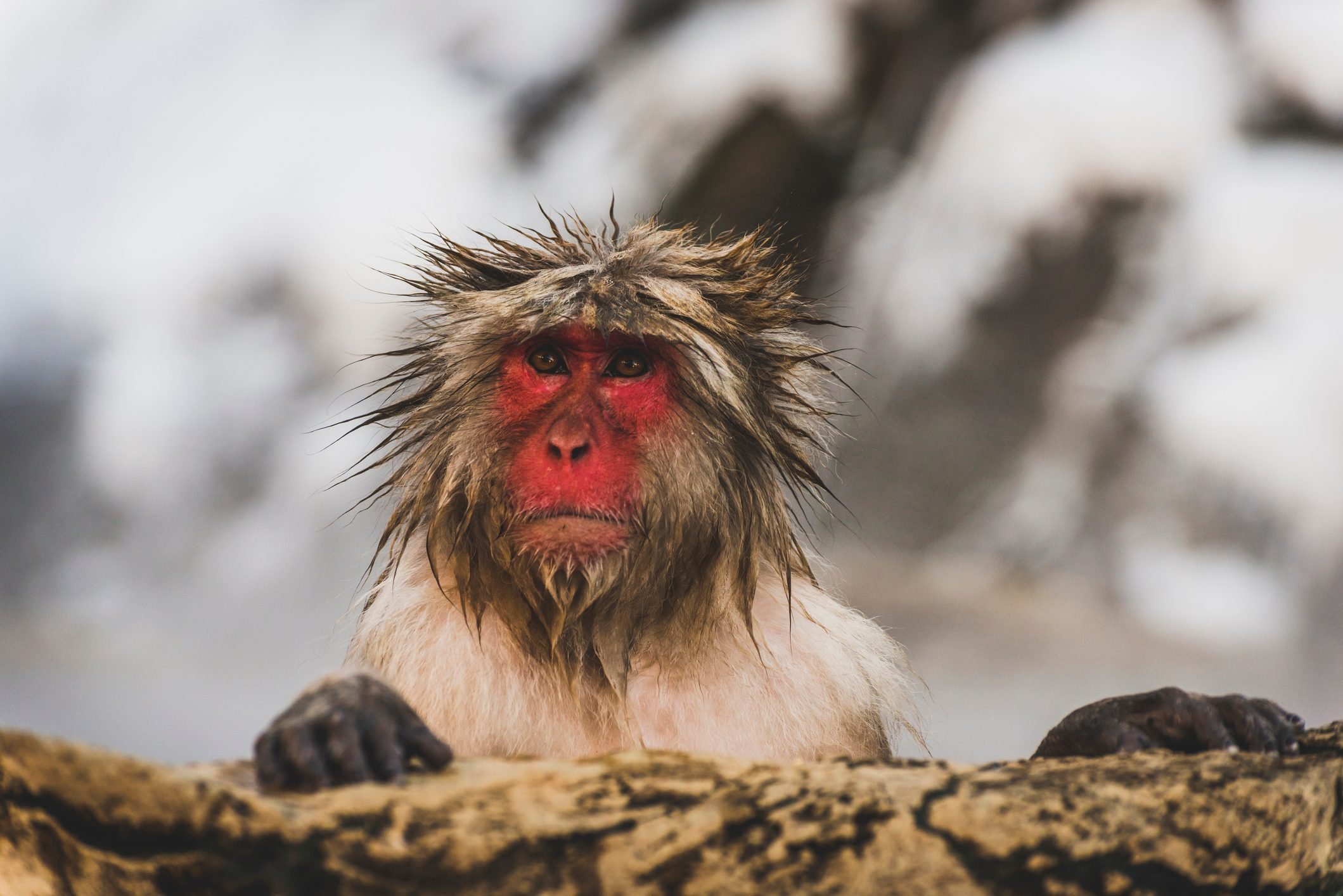Japan, Yamanouchi, Jigokudani Monkey Park, portrait of wet red-faced makak