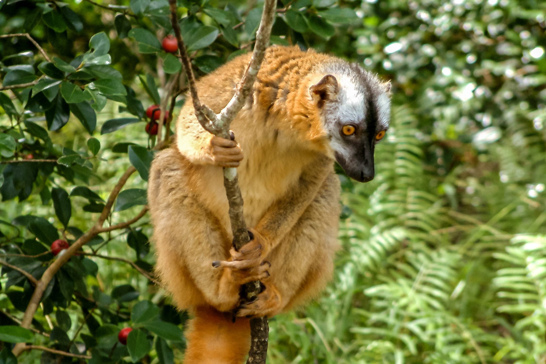 Tawny lemur