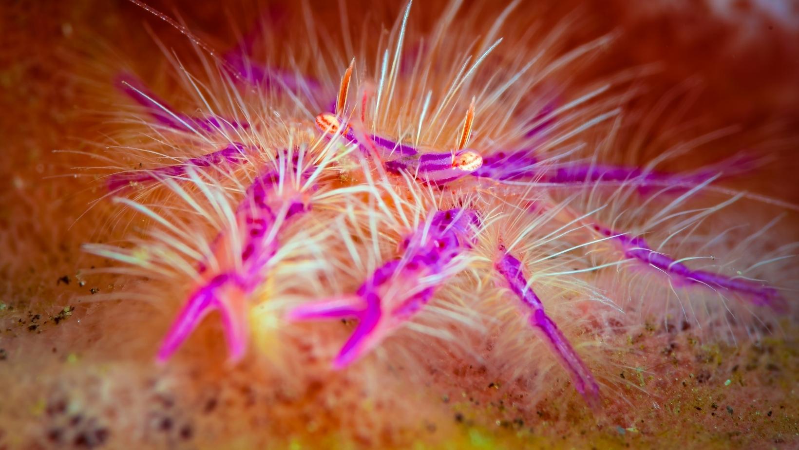 Amazing pink sea animals