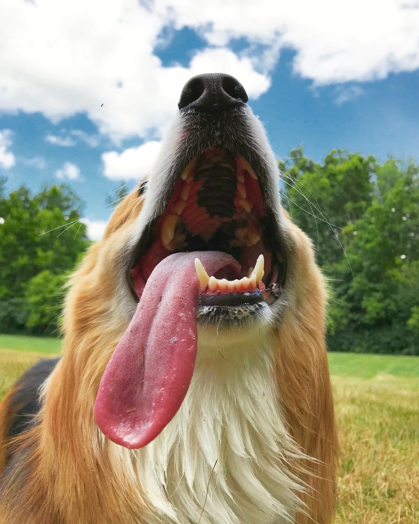 Pictures of Dogs Making Funny Faces