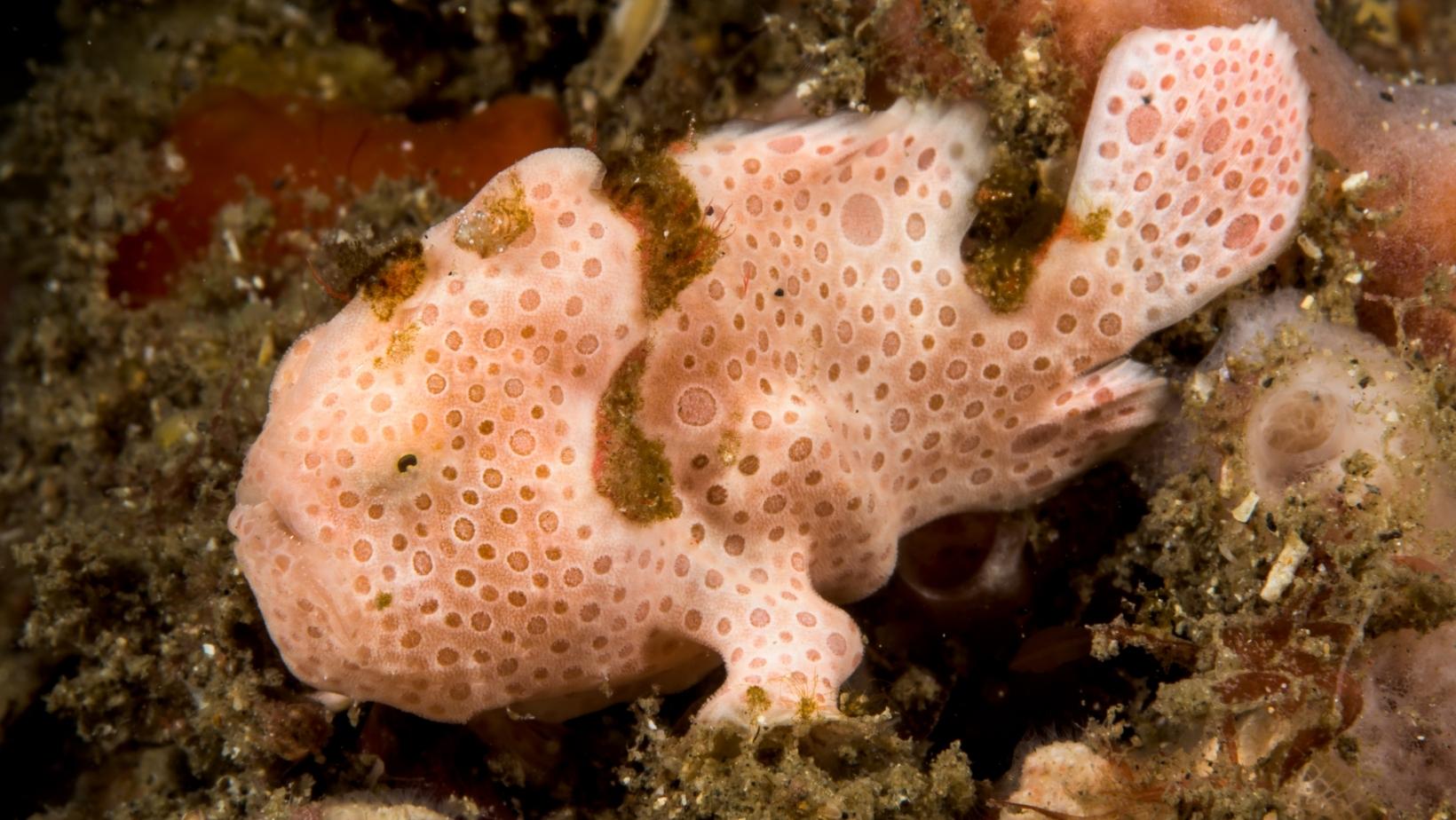 Lovely pink sea animals