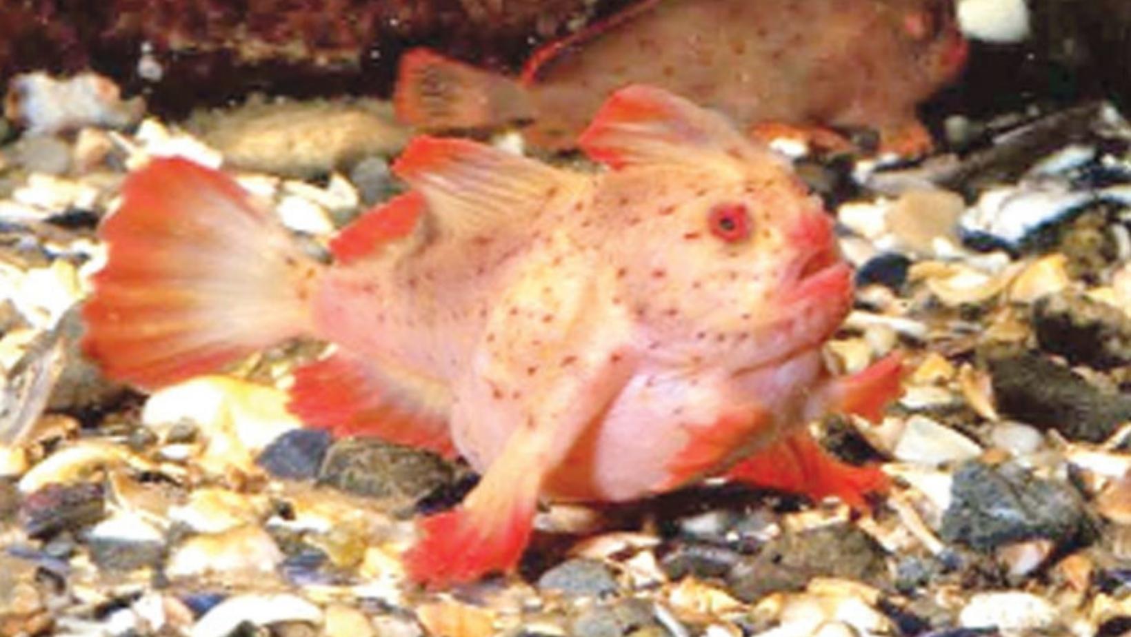 Adorable sea animals in pink