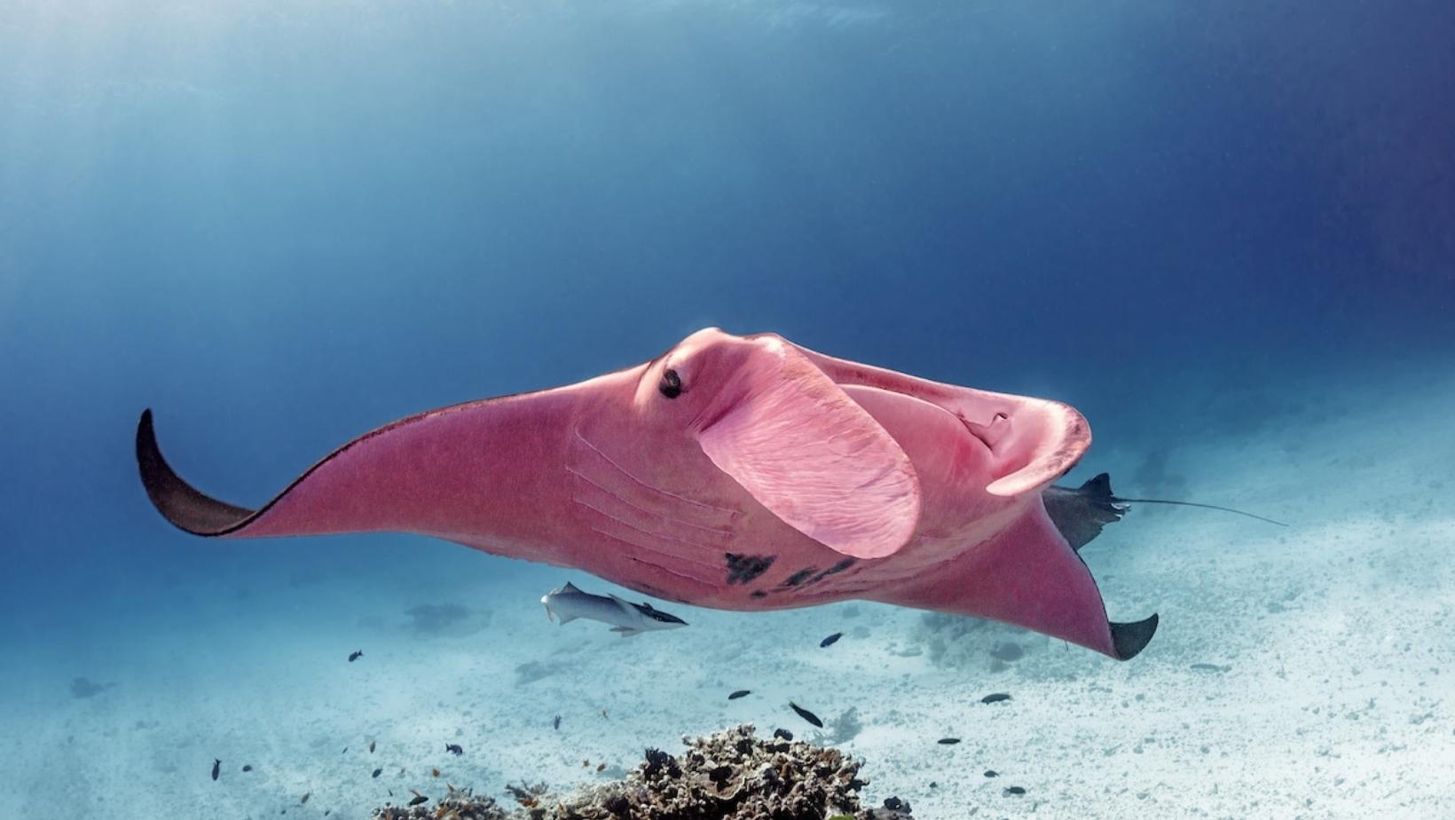 Gorgeous pink sea animals