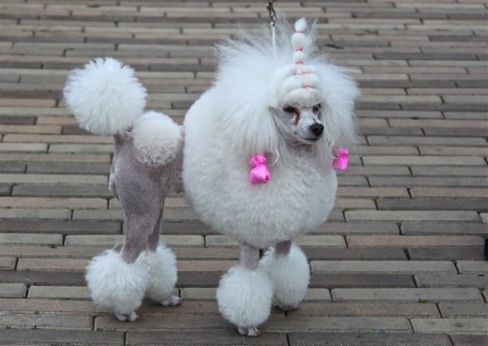 Marie Antoinette dog hairstyle