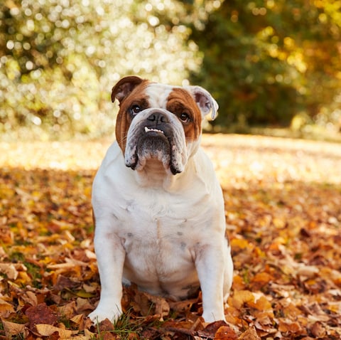 There are serious health issues linked to British bulldogs