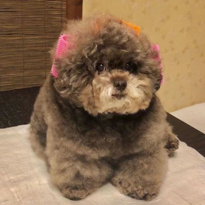 Fluffy Poodle Is Going Viral For Its Human-Like Expressions