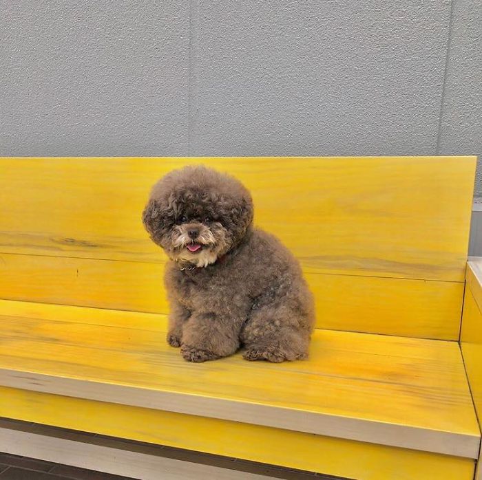 Fluffy Poodle Is Going Viral For Its Human-Like Expressions