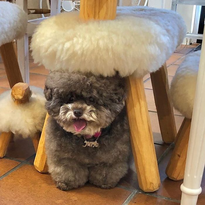 Fluffy Poodle Is Going Viral For Its Human-Like Expressions