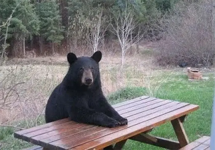 bear sitting on park bench