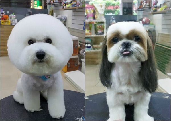 Square-shaped dog grooming style