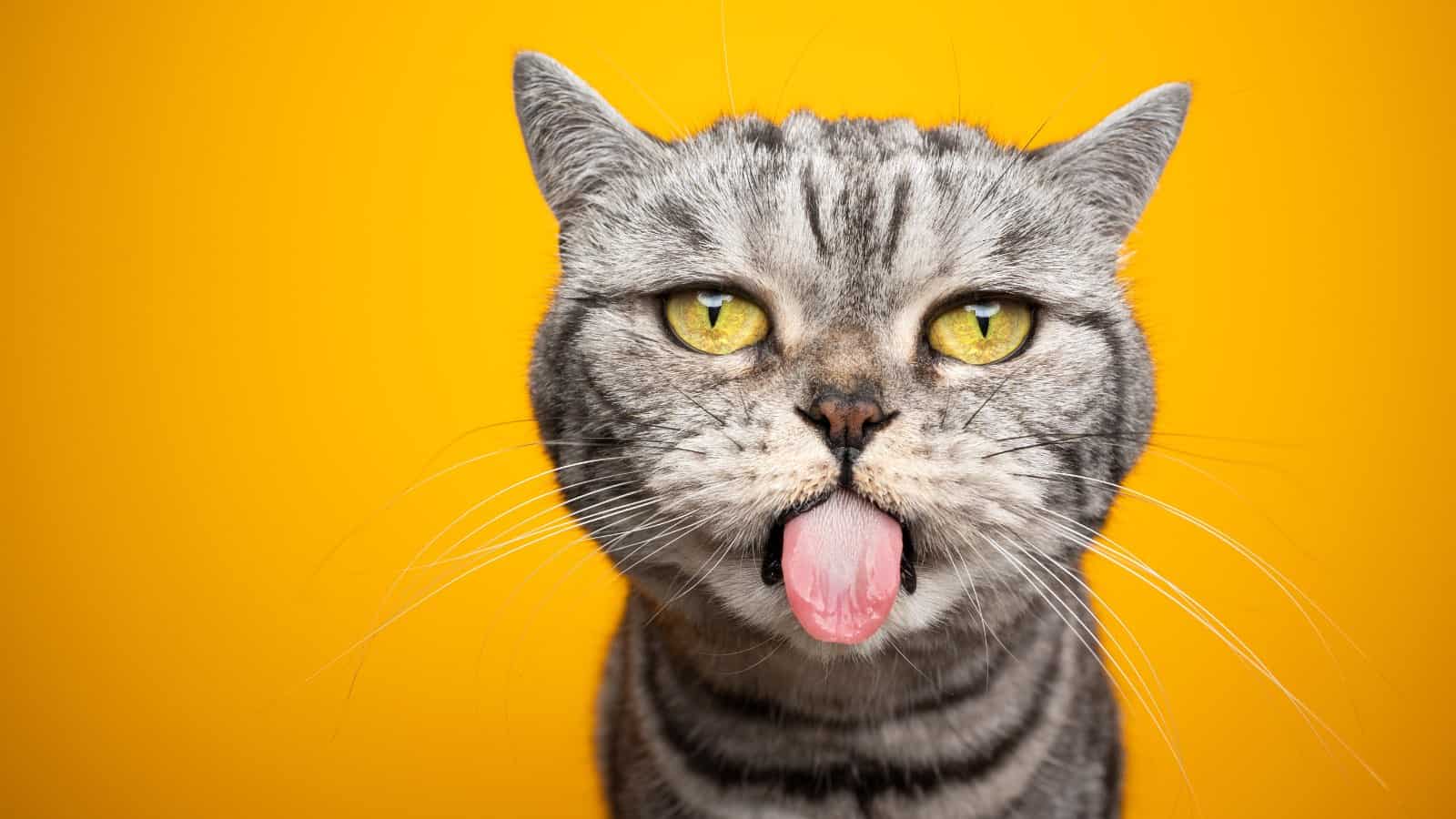Gray cat showing its tongue on a isolated gold background