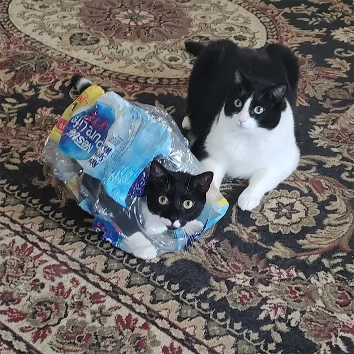cat stuck in plastic