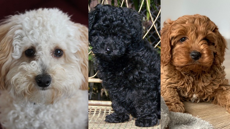 toy poodle size