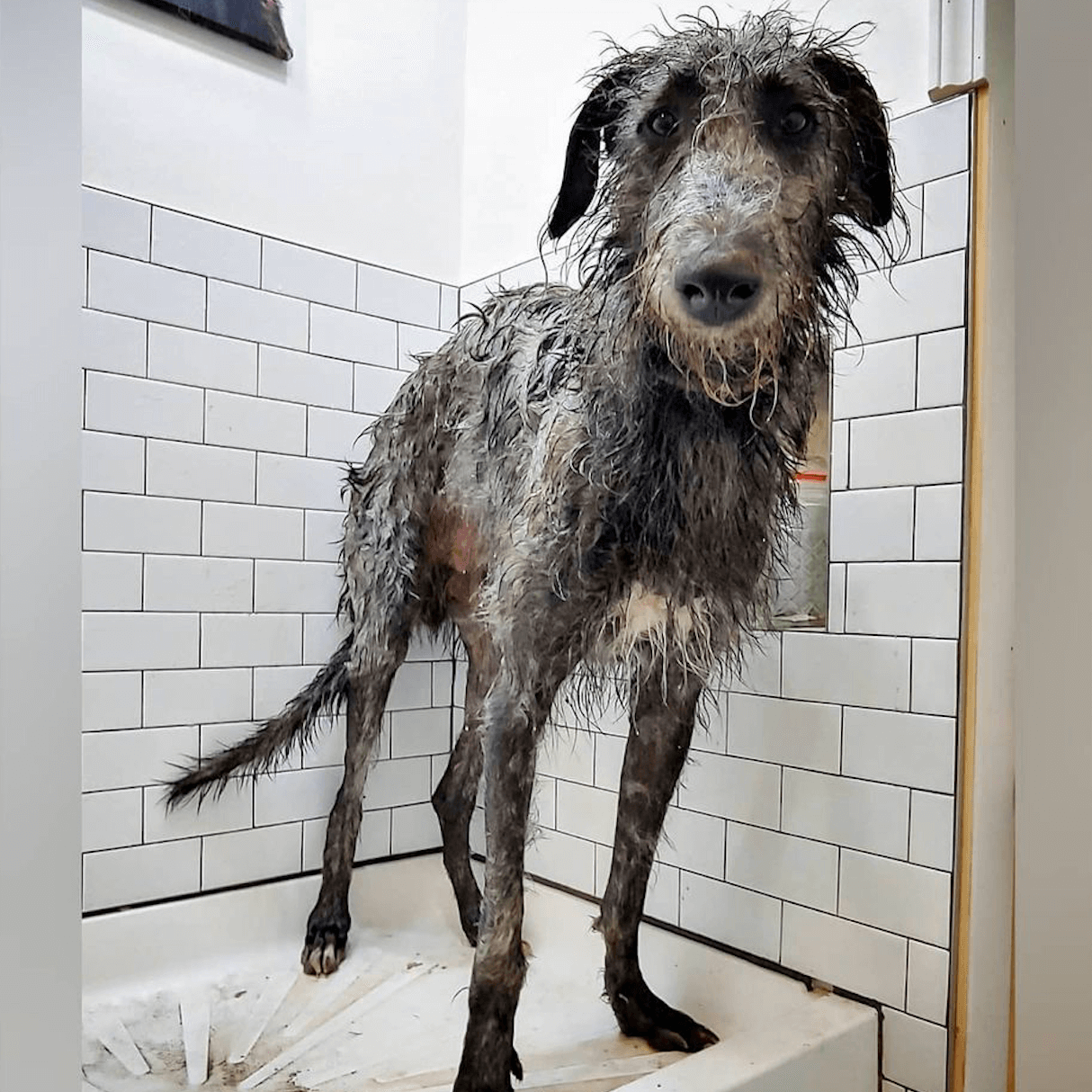 dogs in baths   fun images