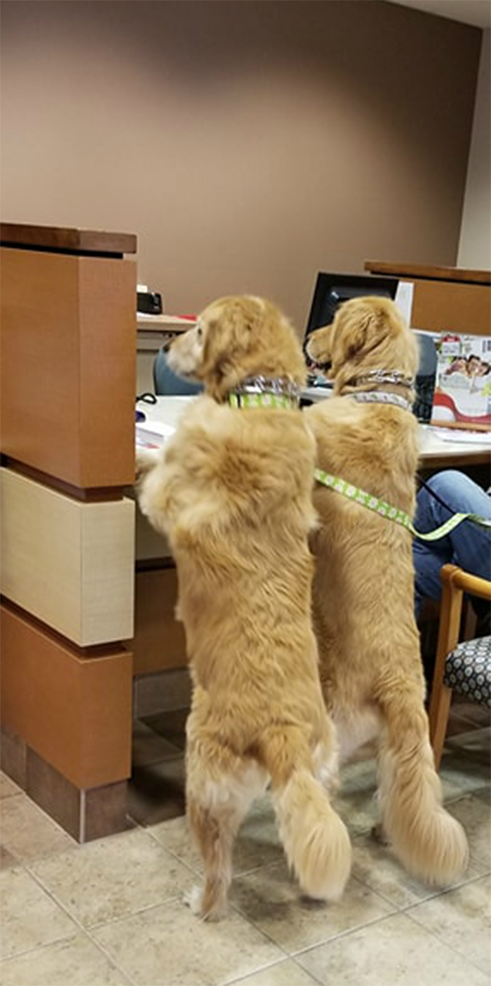 dogs opening an account