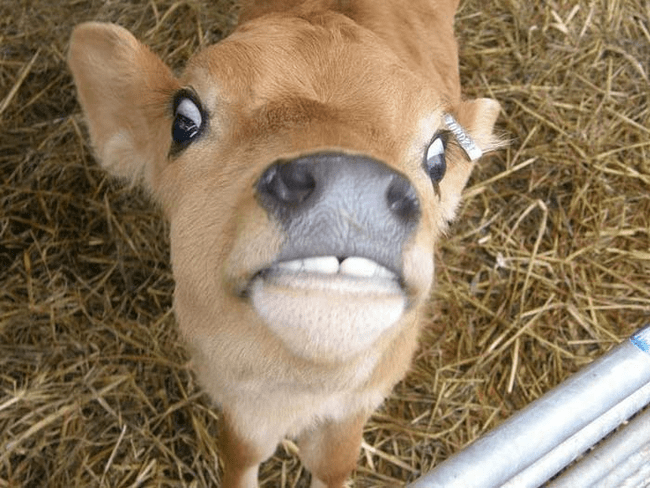 funny animal face - Calf