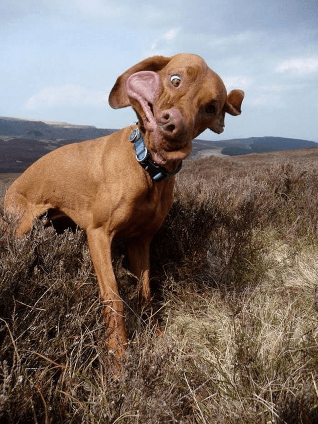 funny animal face - Dog