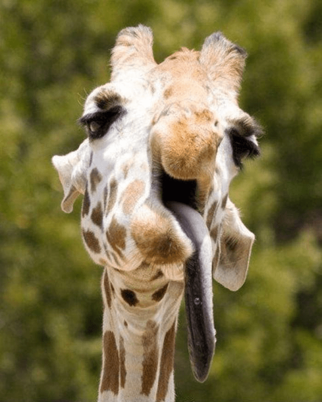 funny animal face - Giraffe