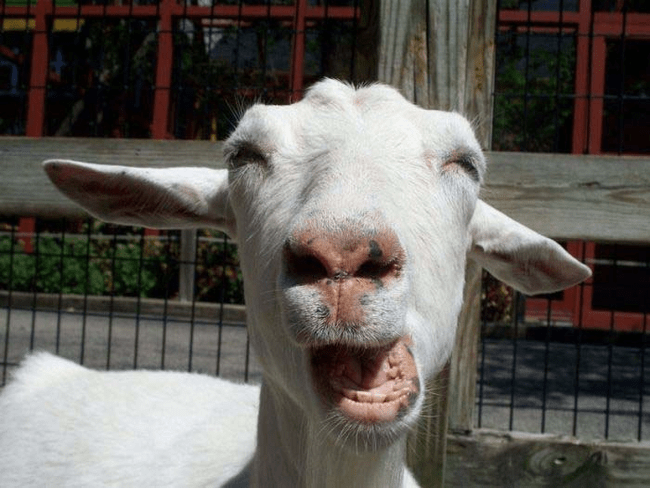 funny animal face - Goats