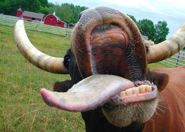 funny animal face - Horn