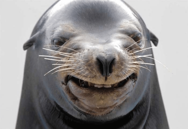 funny animal face - Seal