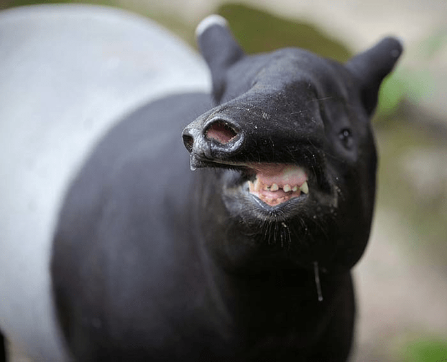 funny animal face - Snout