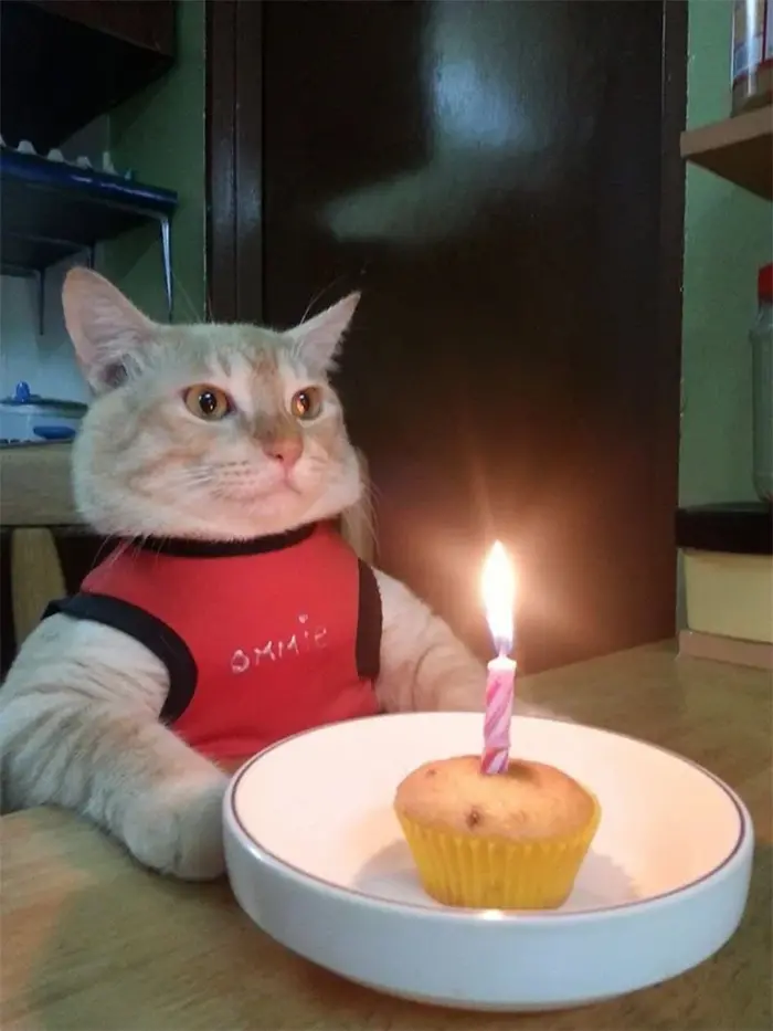 funny animals cat unhappy birthday