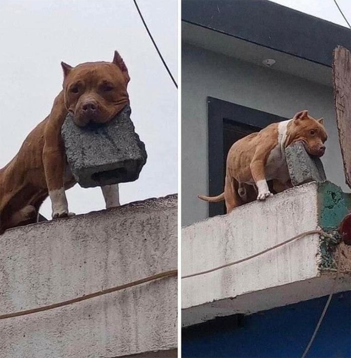 funny animals dog carrying cement
