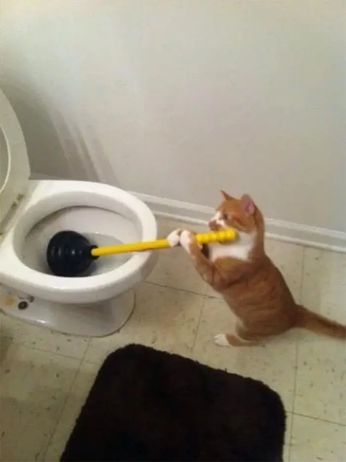 funny animals kitten plumbing toilet