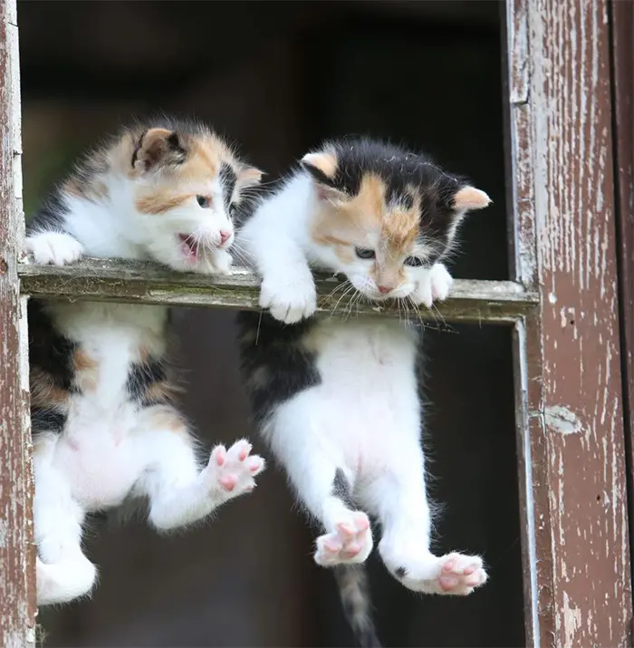 hanging kittens