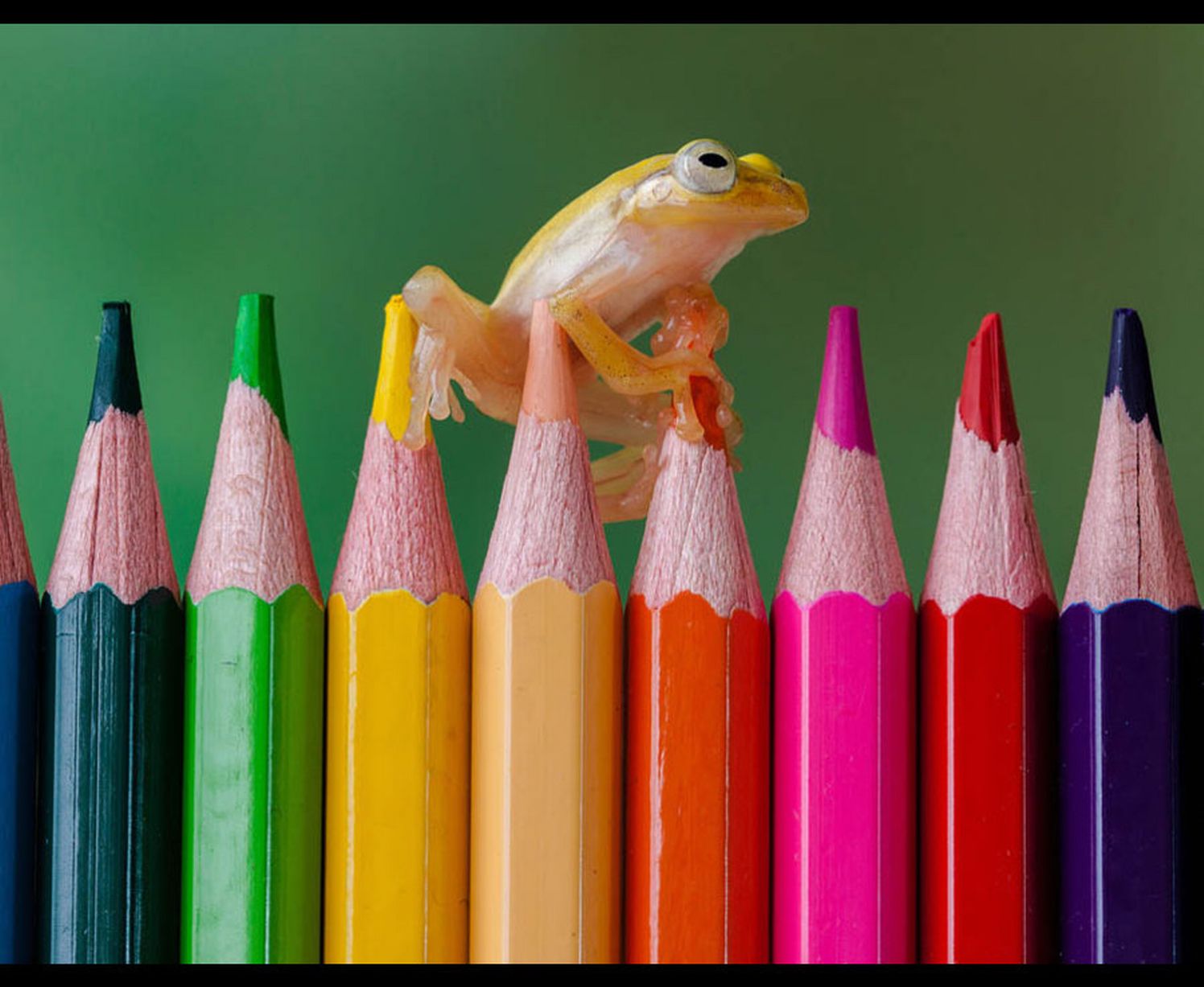 A tiny frog rests on top of crayons, as you do