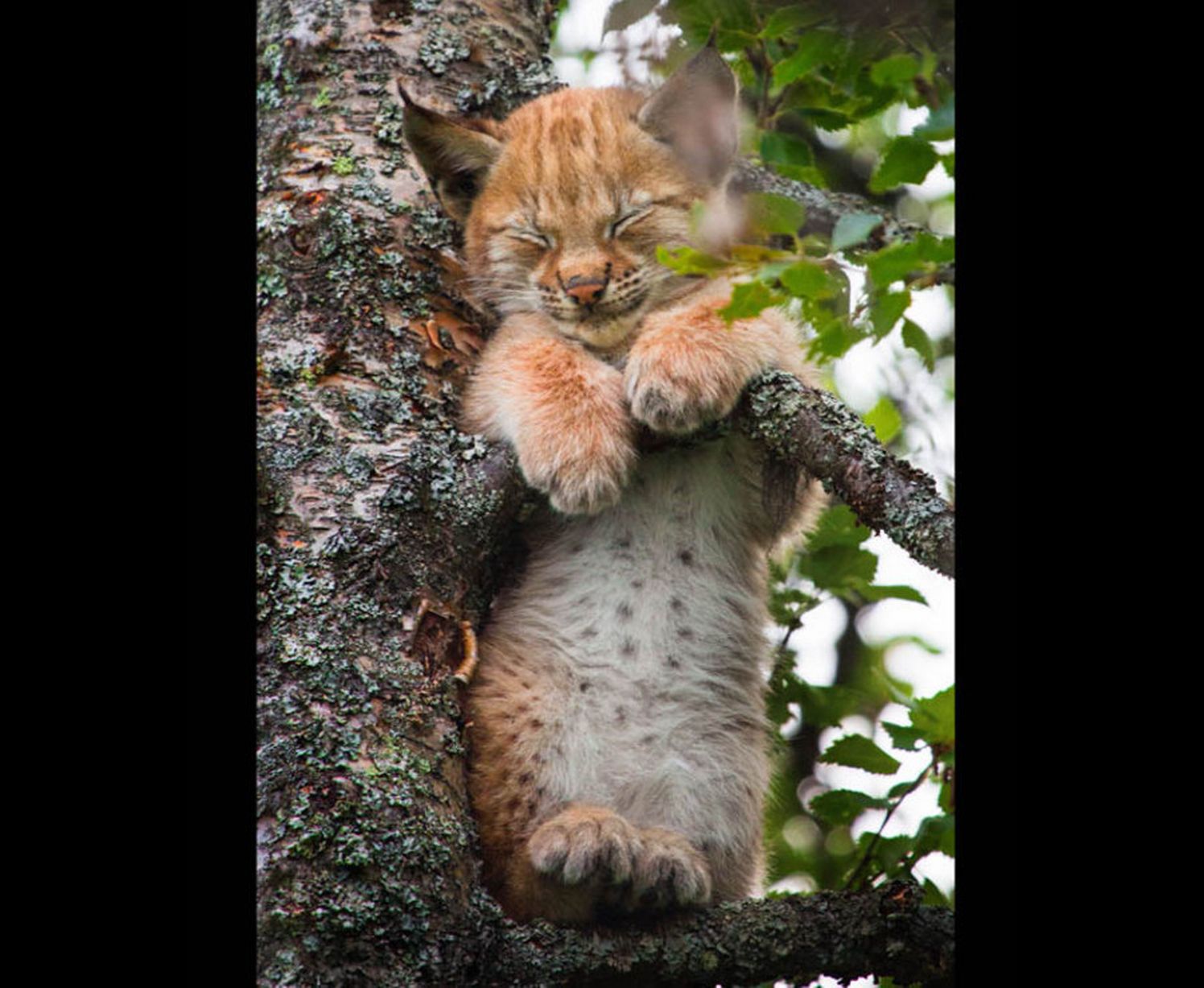 Lynx kitten, how do you fall asleep in a tree like this?