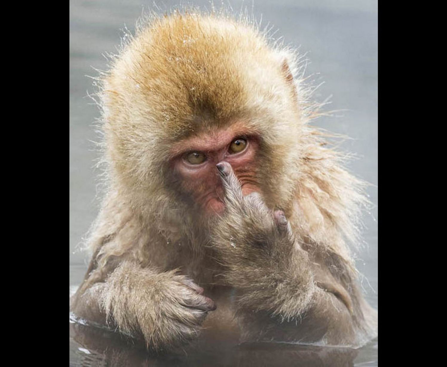 The cheeky Japanese macaque seen at Jigokudani Snow Monkey Park in Japan