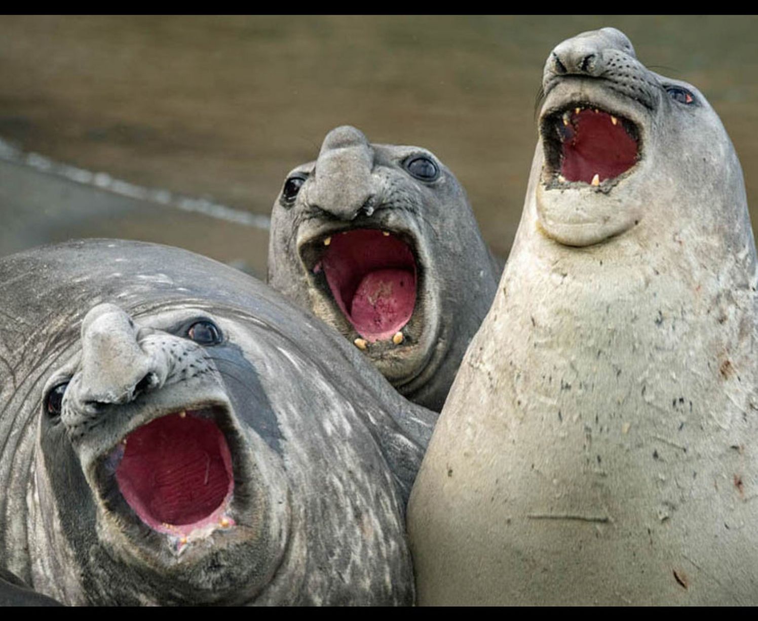Singing seals