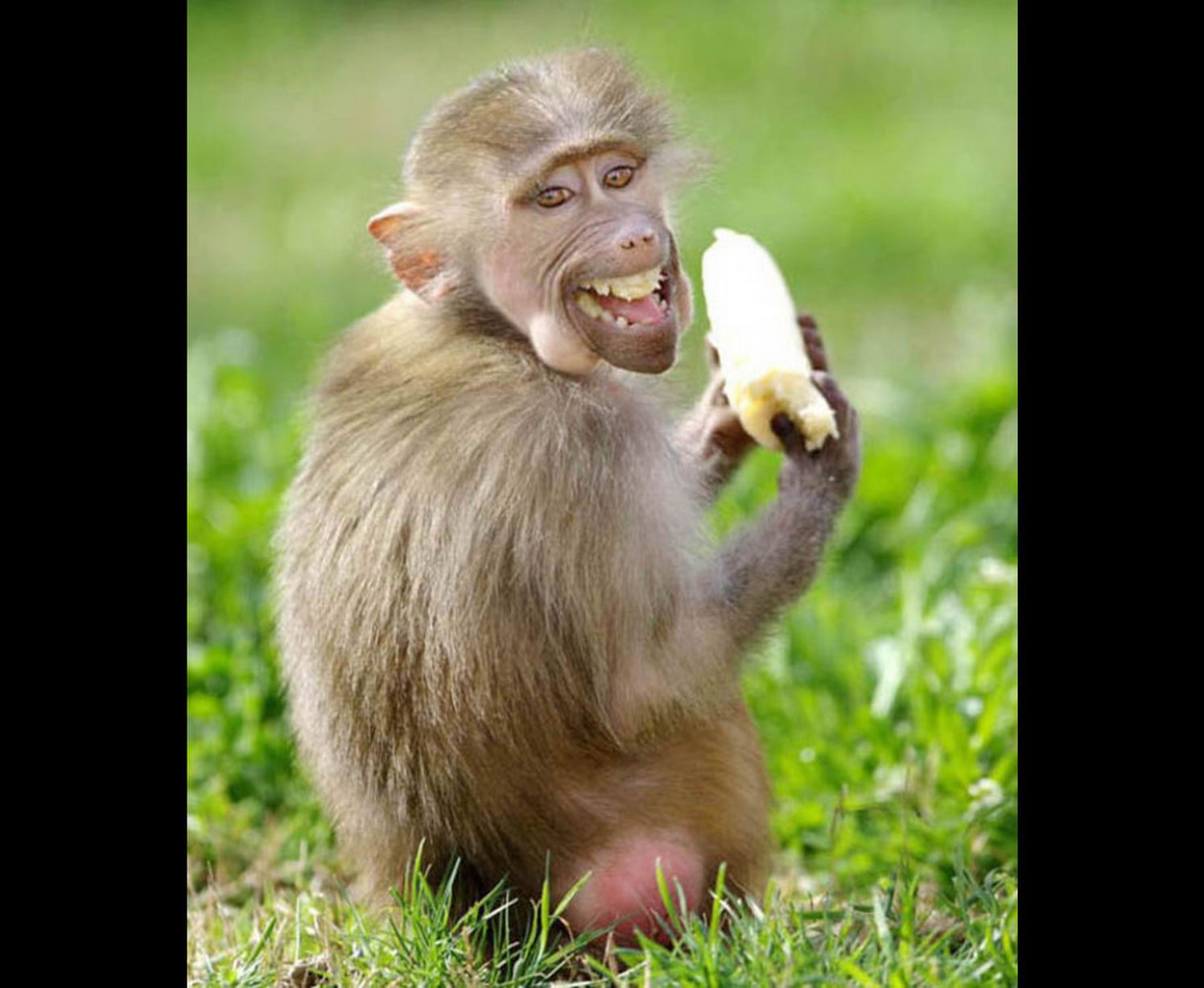 Cheeky monkey stealing a banana
