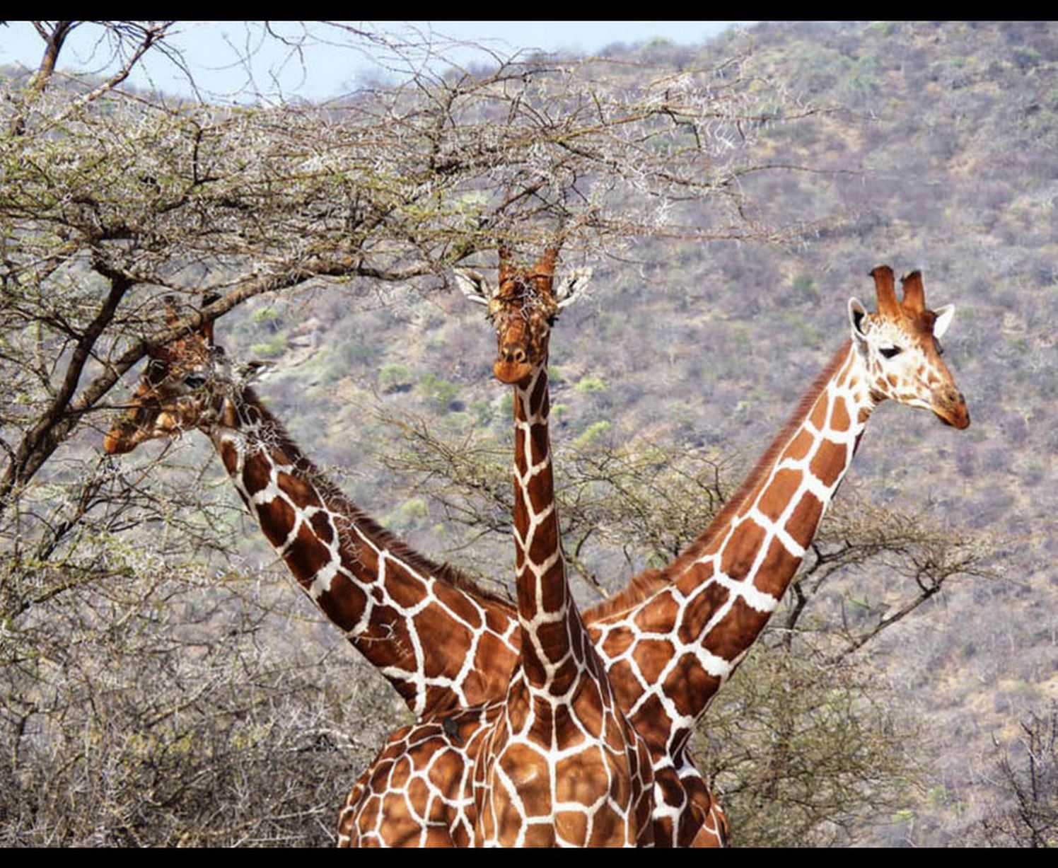 A three-headed giraffe is something you don't see everyday